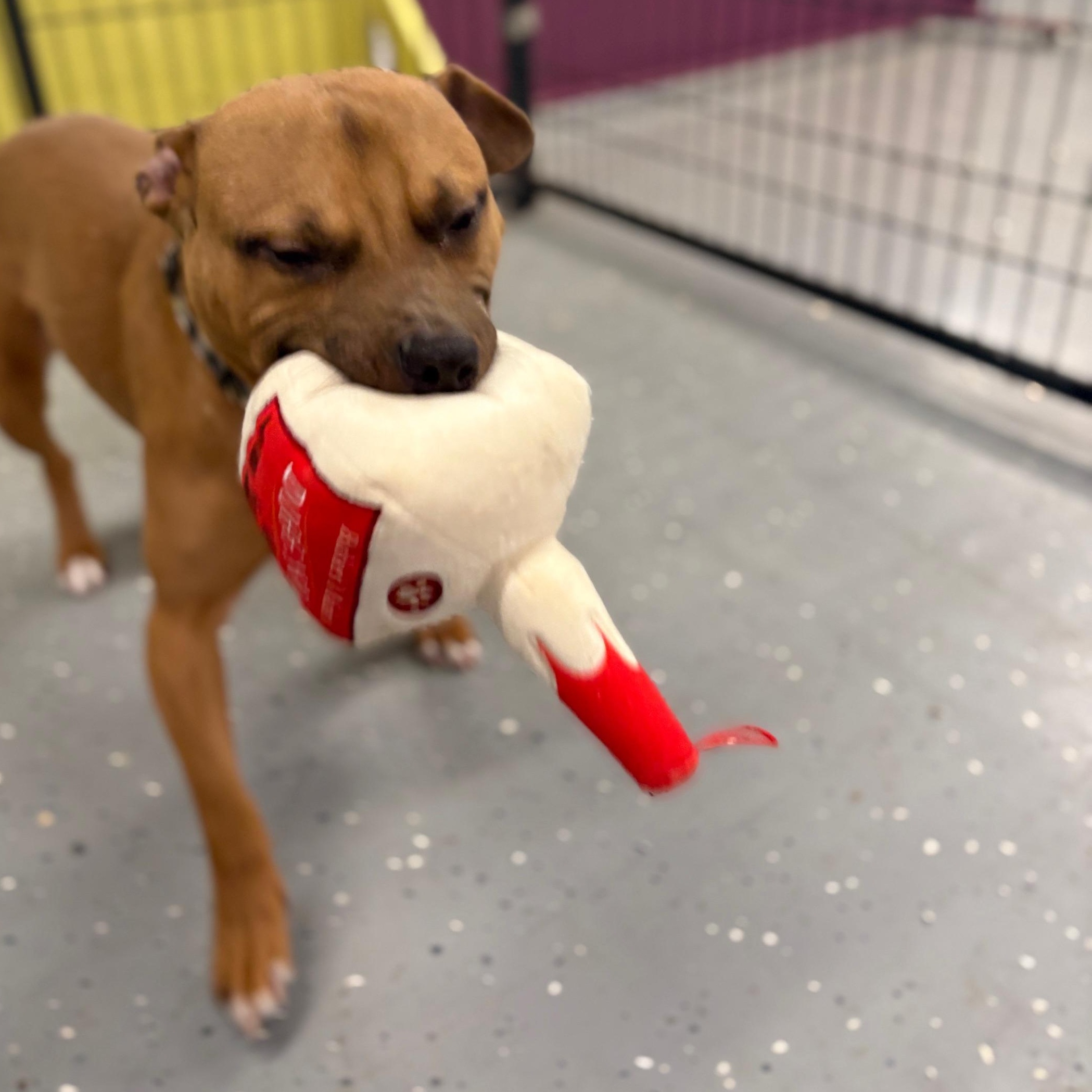 Enlarge Desmond, a ADOPTABLE mixed breed in Oak Park, MI image 2/5