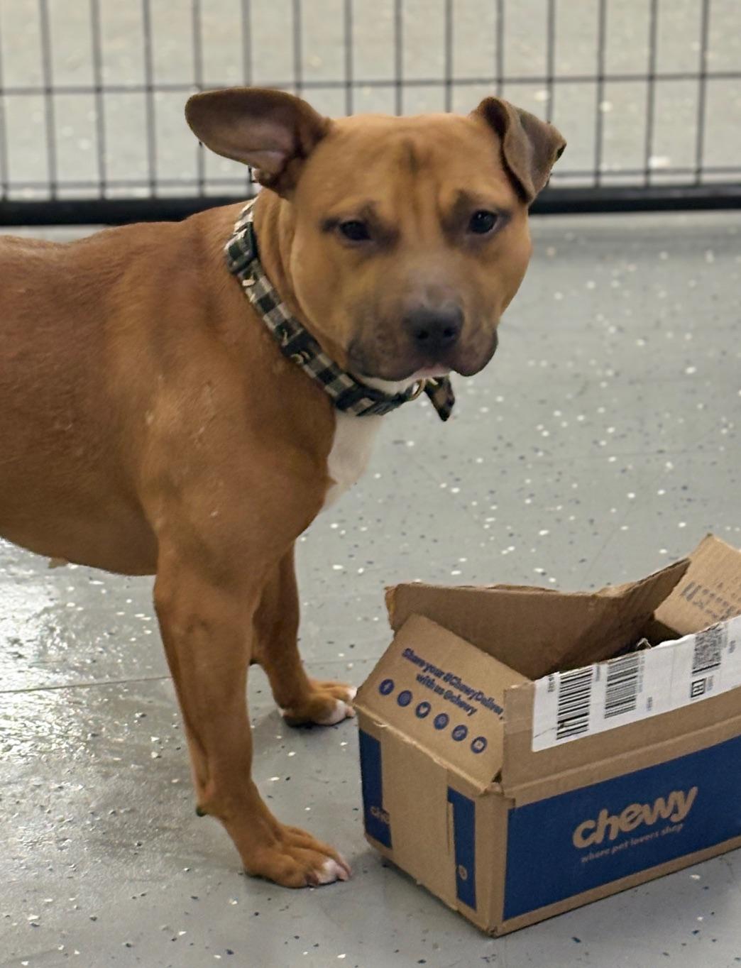 Enlarge Desmond, a ADOPTABLE mixed breed in Oak Park, MI image 3/5