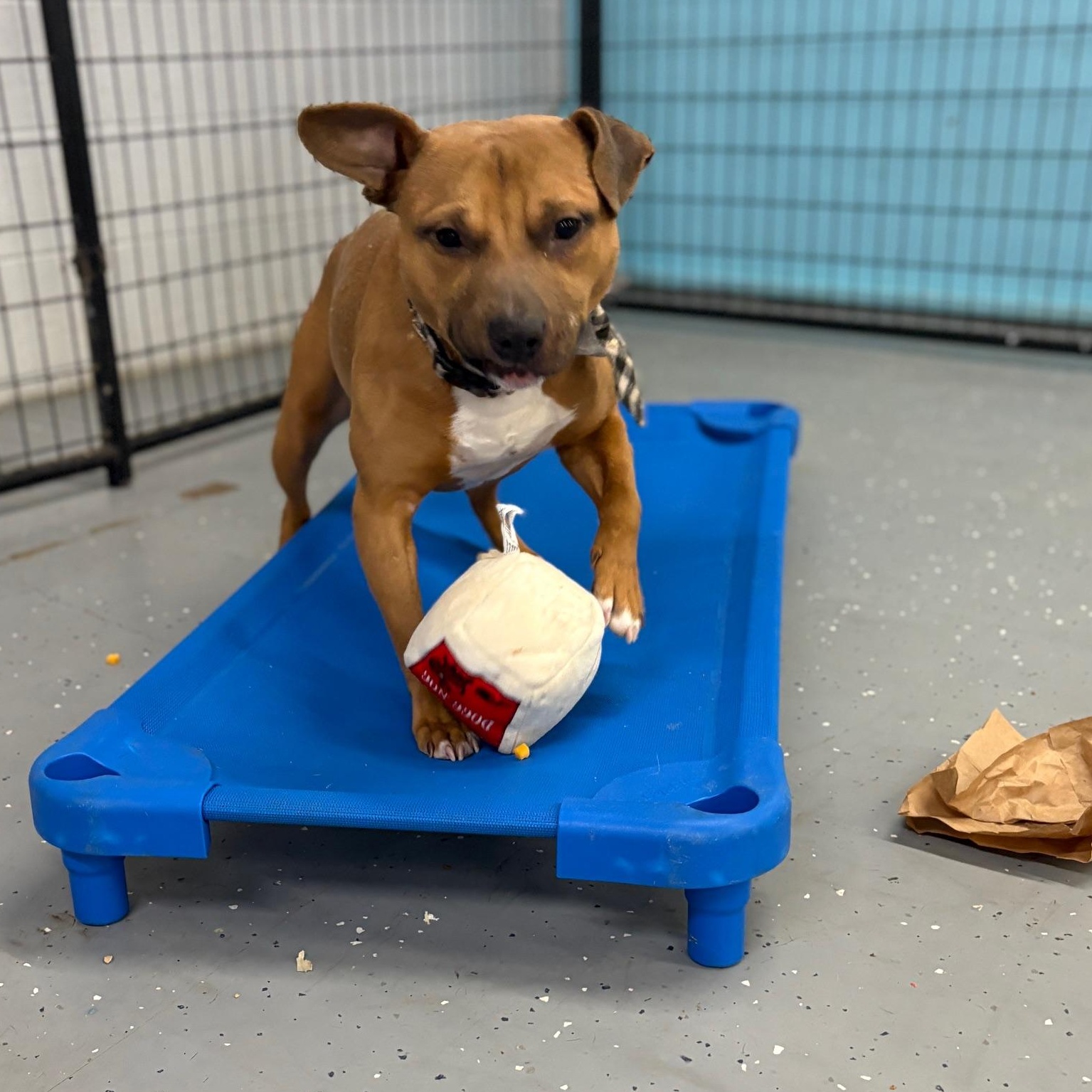 Enlarge Desmond, a ADOPTABLE mixed breed in Oak Park, MI image 4/5