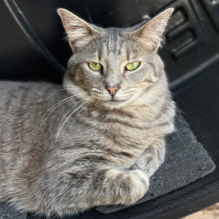Enlarge Avalon, a Adoptable Domestic Short Hair in Fort Lauderdale, FL image 1/4