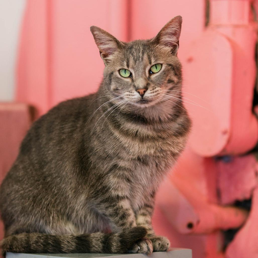 Avalon, a Adoptable Domestic Short Hair in Fort Lauderdale, FL image 2/6