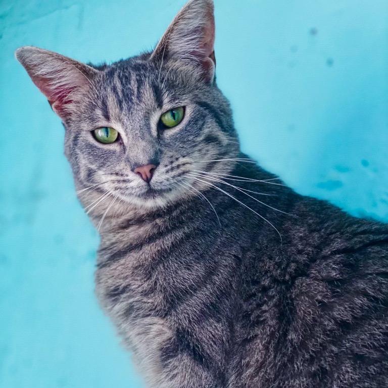 Enlarge Avalon, a Adoptable Domestic Short Hair in Fort Lauderdale, FL image 2/6