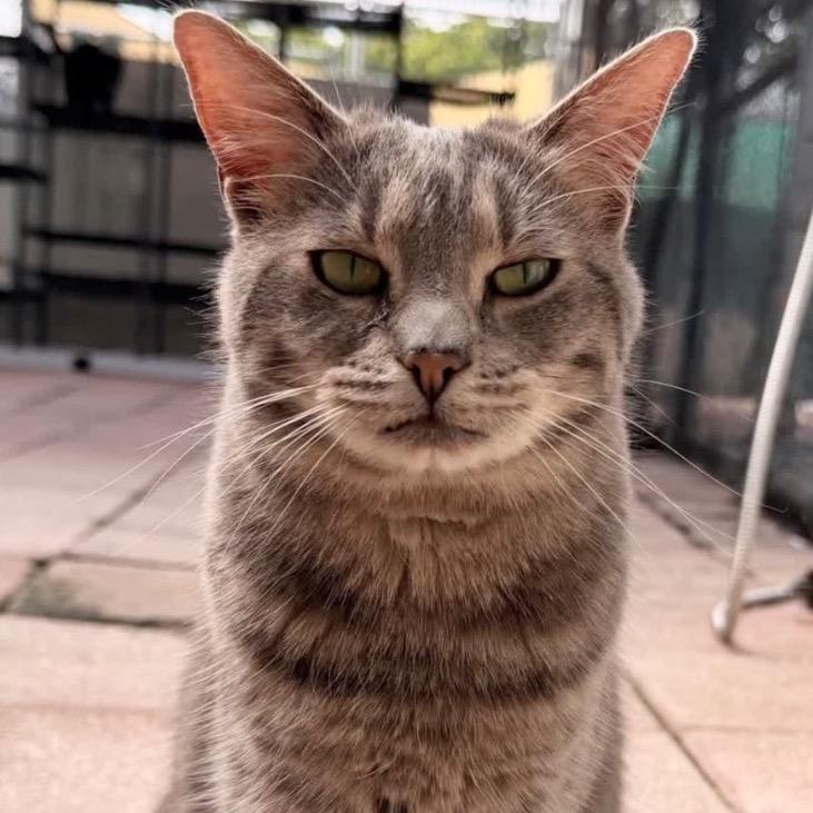 Enlarge Avalon, a Adoptable Domestic Short Hair in Fort Lauderdale, FL image 2/4