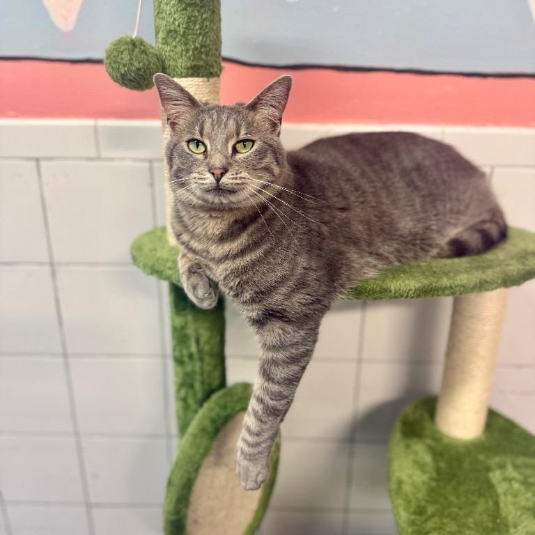 Enlarge Avalon, a Adoptable Domestic Short Hair in Fort Lauderdale, FL image 3/4