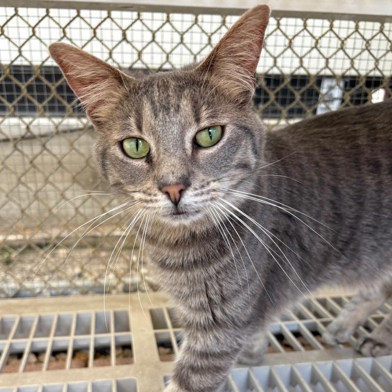 Enlarge Avalon, a Adoptable Domestic Short Hair in Fort Lauderdale, FL image 4/4