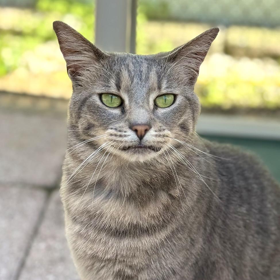 Enlarge Avalon, a Adoptable Domestic Short Hair in Fort Lauderdale, FL image 6/6
