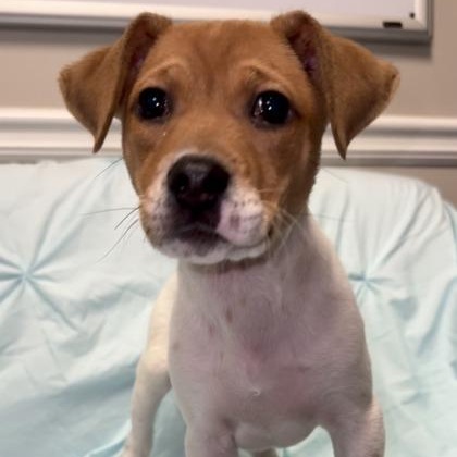 Enlarge Simon Basset, a Adoptable mixed breed in Lawrenceville, GA image 2/3