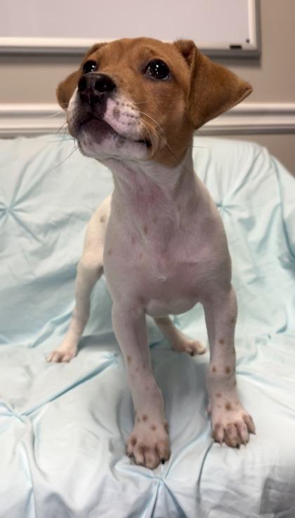 Enlarge Simon Basset, a Adoptable mixed breed in Lawrenceville, GA image 3/3