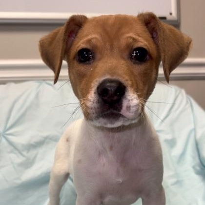 Simon Basset, Adoptable, Young Male Labrador Retriever & Mixed Breed.