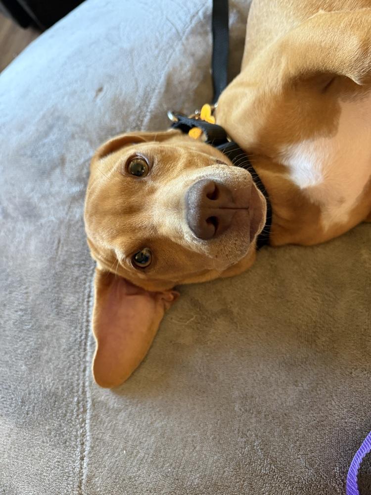 Mortiz, Adoptable, Puppy Male Mixed Breed.