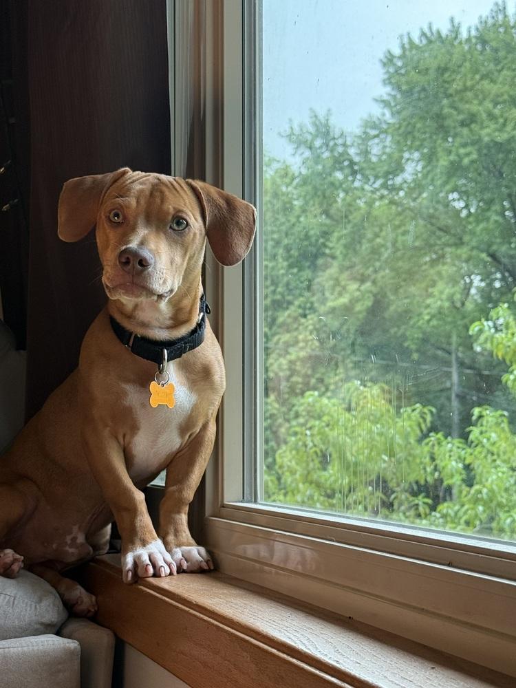 Enlarge Mortiz, a Adoptable mixed breed in Waunakee, WI image 2/6