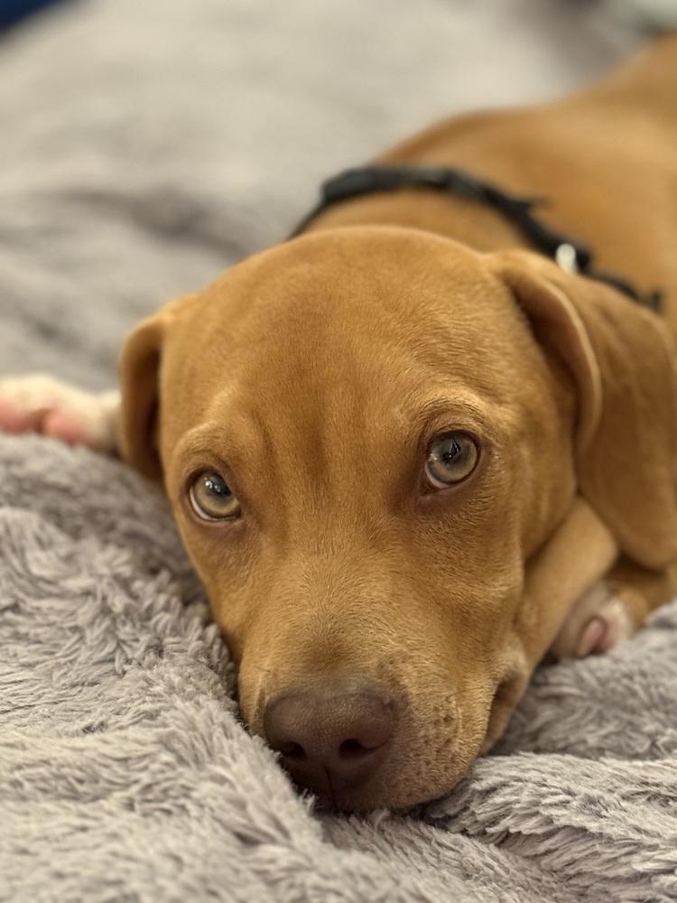 Enlarge Mortiz, a Adoptable mixed breed in Waunakee, WI image 3/6