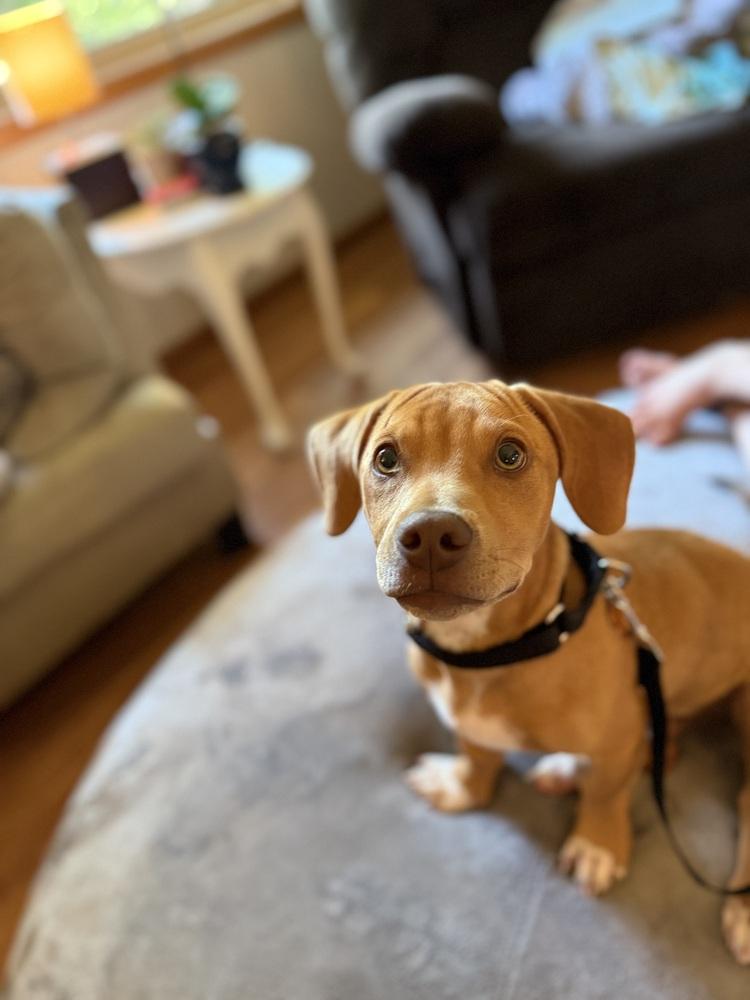 Enlarge Mortiz, a Adoptable mixed breed in Waunakee, WI image 5/6