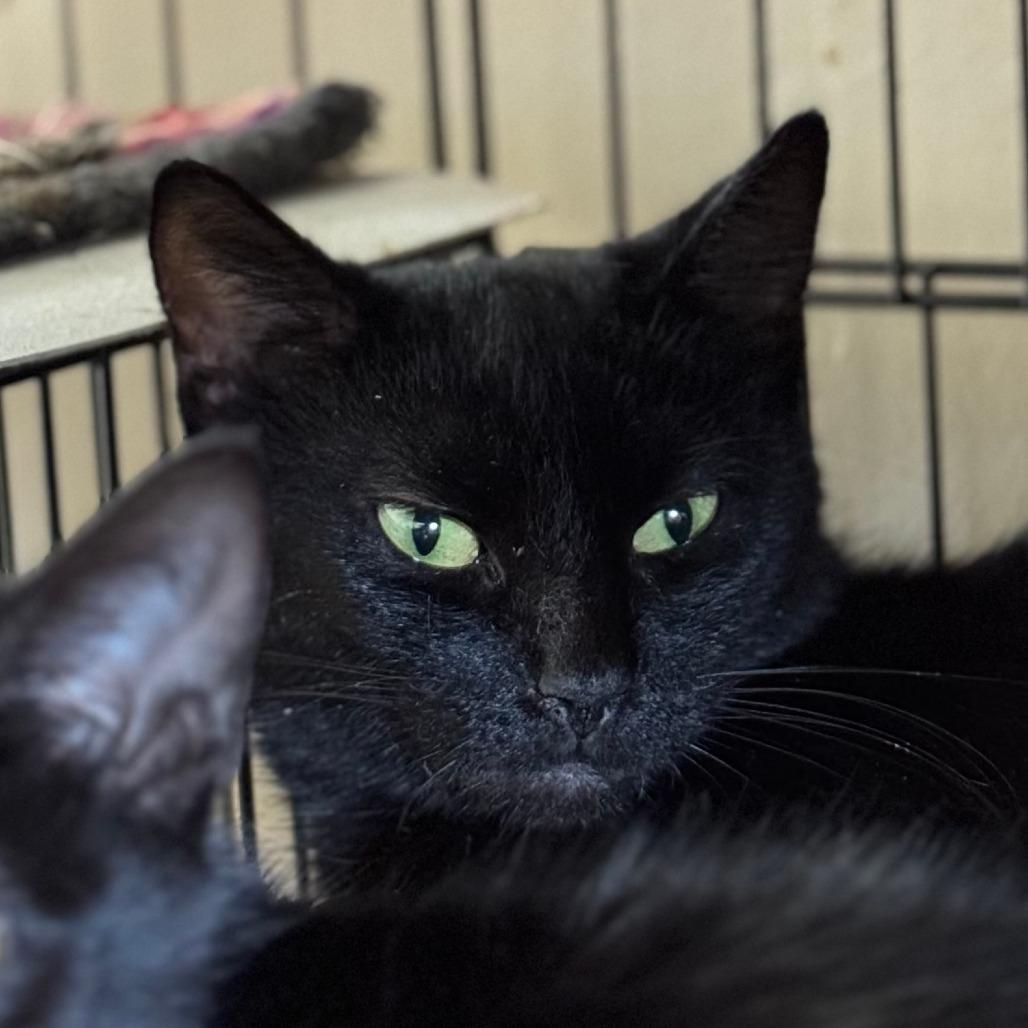 HOLLY-30357, Adoptable, Young Female Domestic Short Hair.