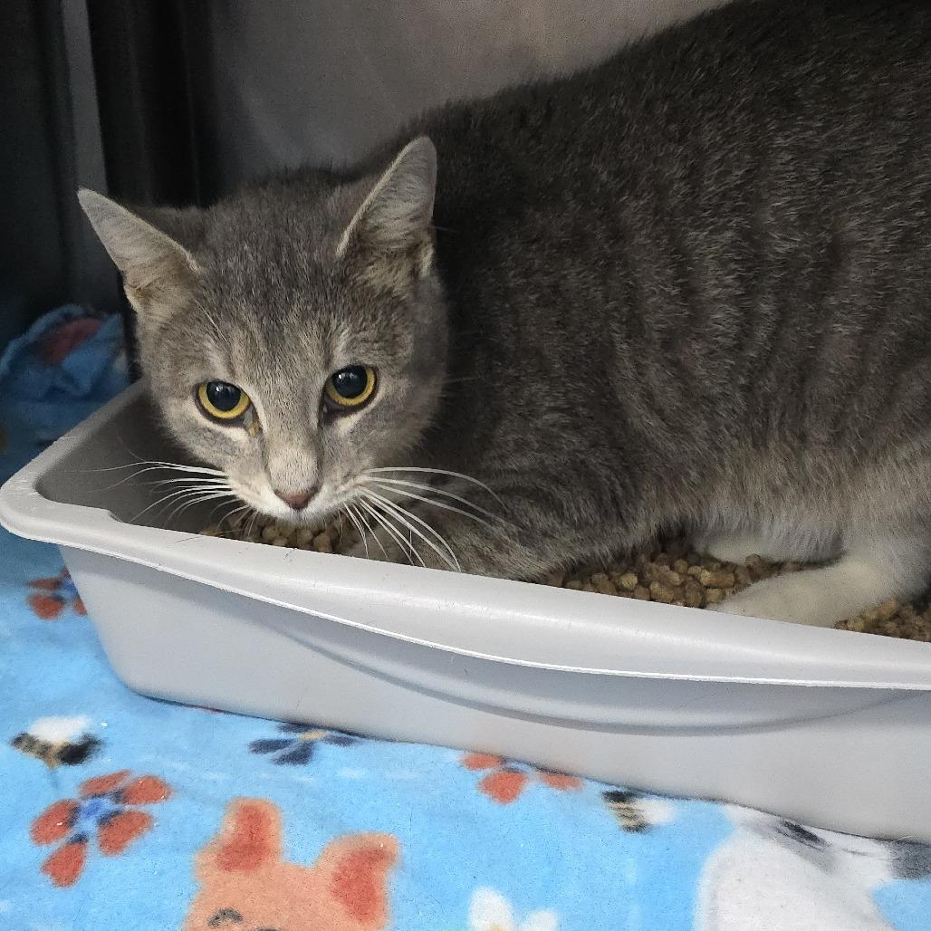 Enlarge Landry 26-0034, a Adoptable Domestic Short Hair in Yanceyville, NC image 1/2
