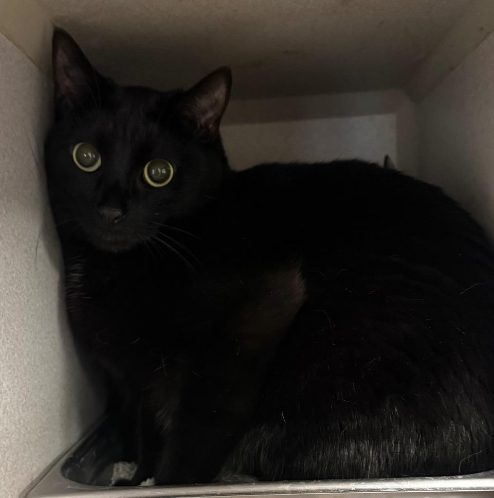 Enlarge Machete, a Adoptable mixed breed in Greencastle, IN image 1/2