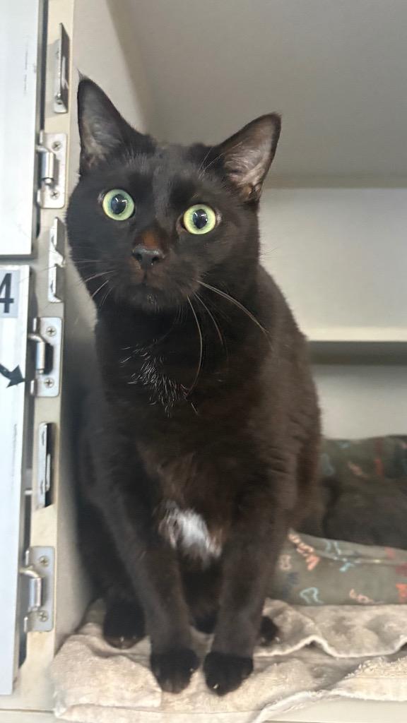 Enlarge Machete, a Adoptable mixed breed in Greencastle, IN image 1/3