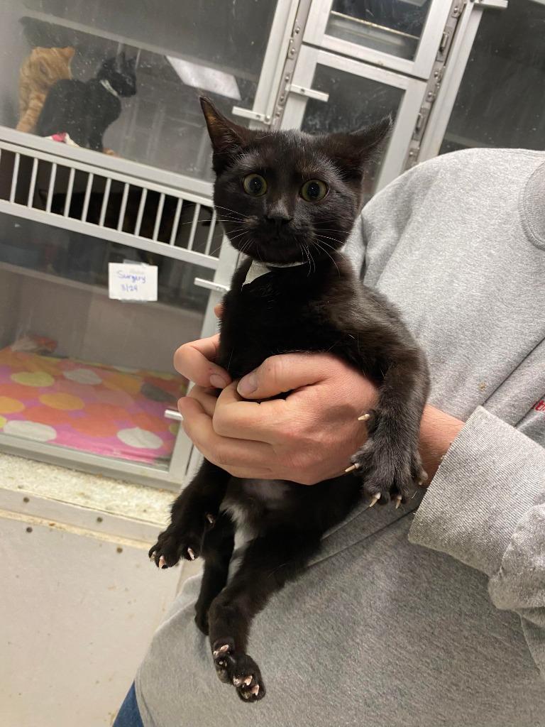 Machete, Adoptable, Adult Male Domestic Short Hair.