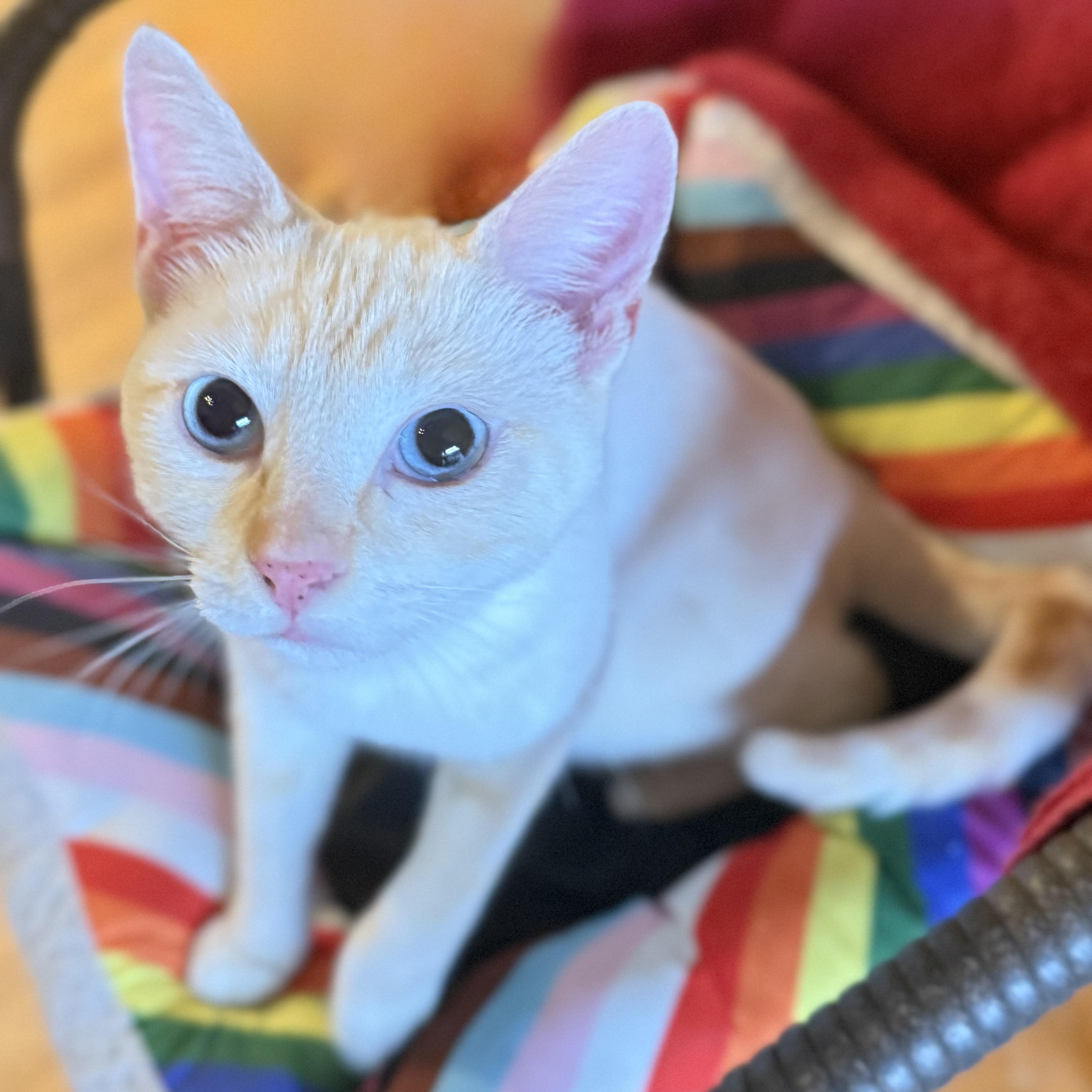Enlarge Phoebe, a Adoption Pending Siamese in Long Beach, CA image 3/3
