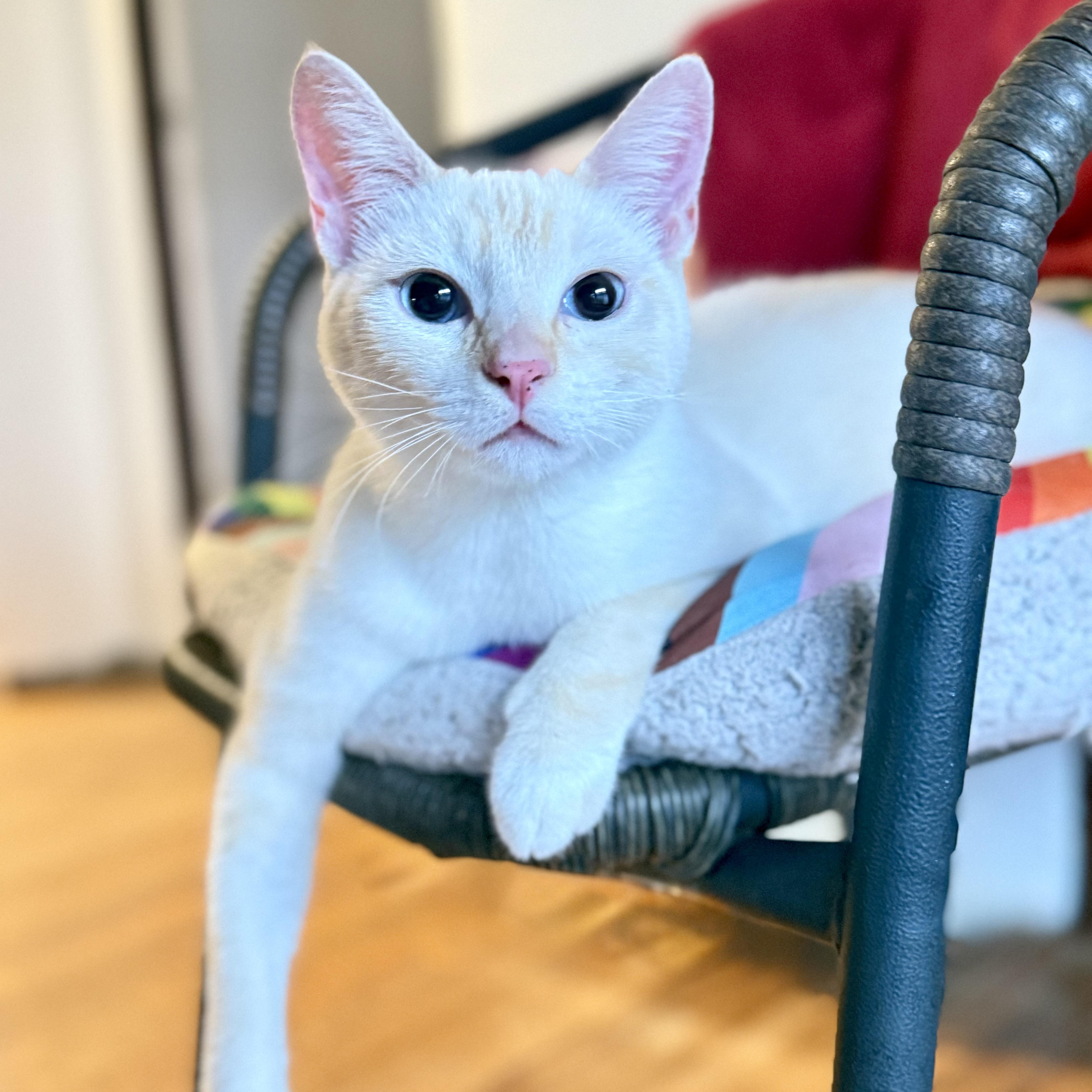 Enlarge Phoebe, a Adoption Pending Siamese in Long Beach, CA image 2/3