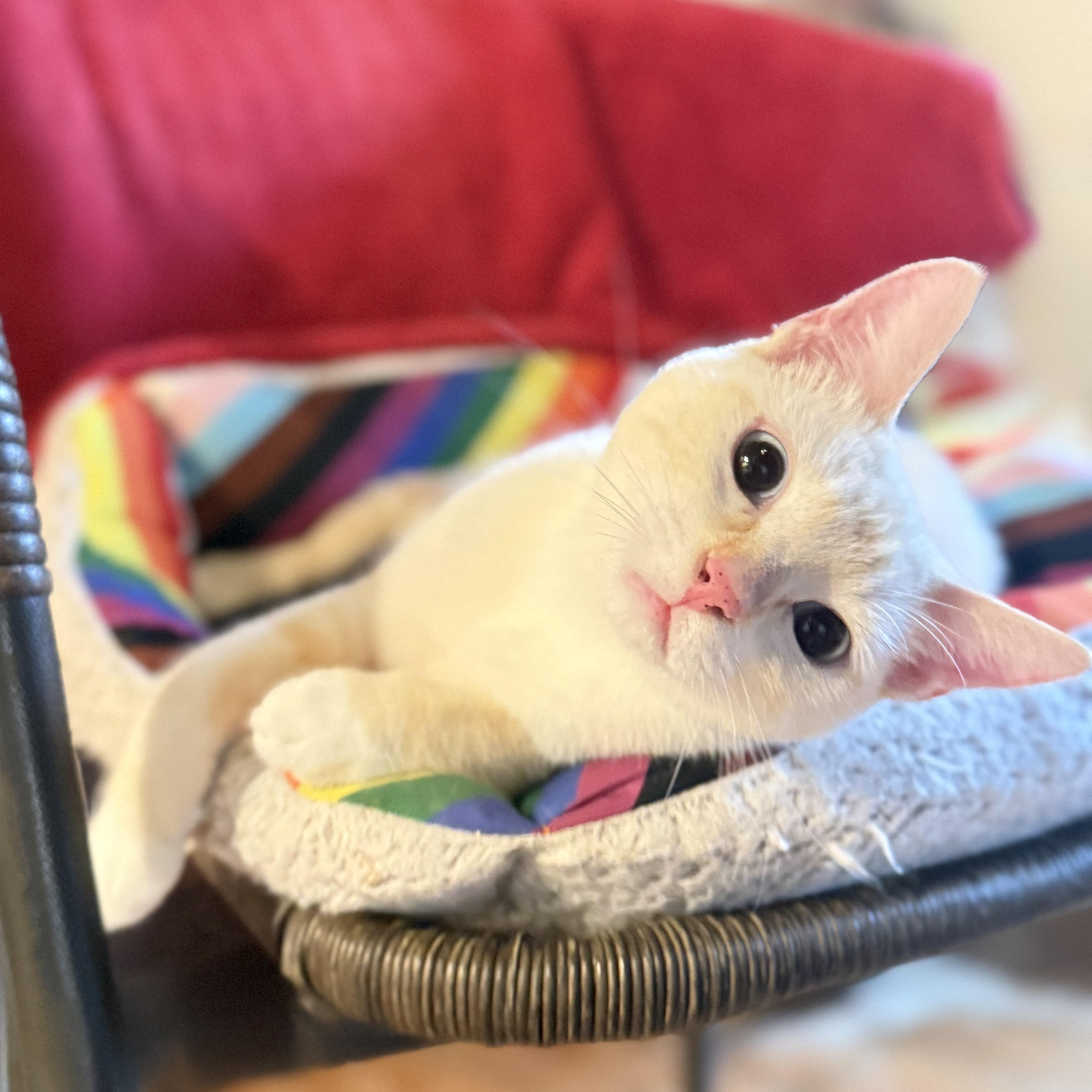 Phoebe, Adoptable, Young Female Siamese.