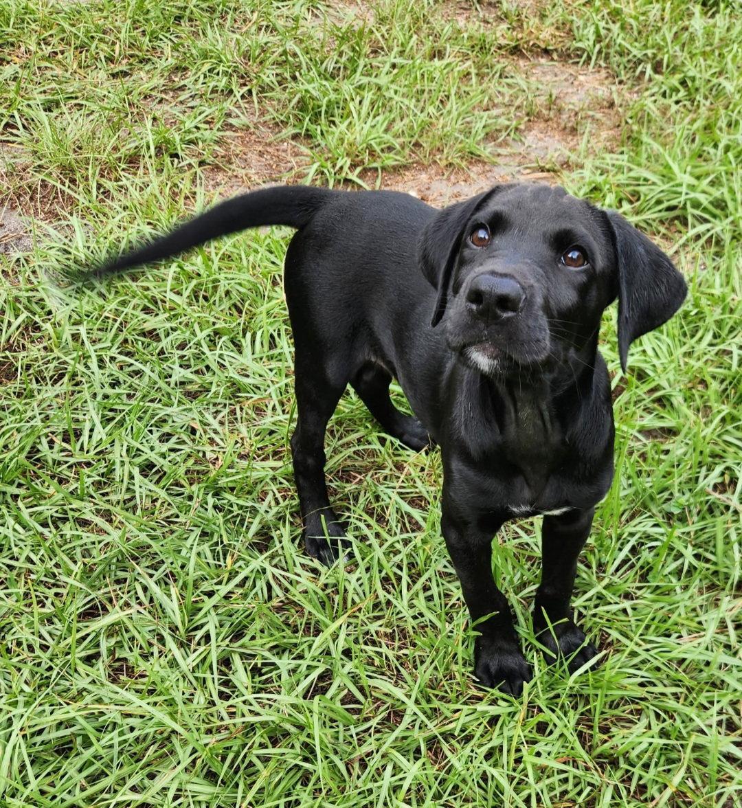 Ozzy, Adoptable, Puppy Male Labrador Retriever.