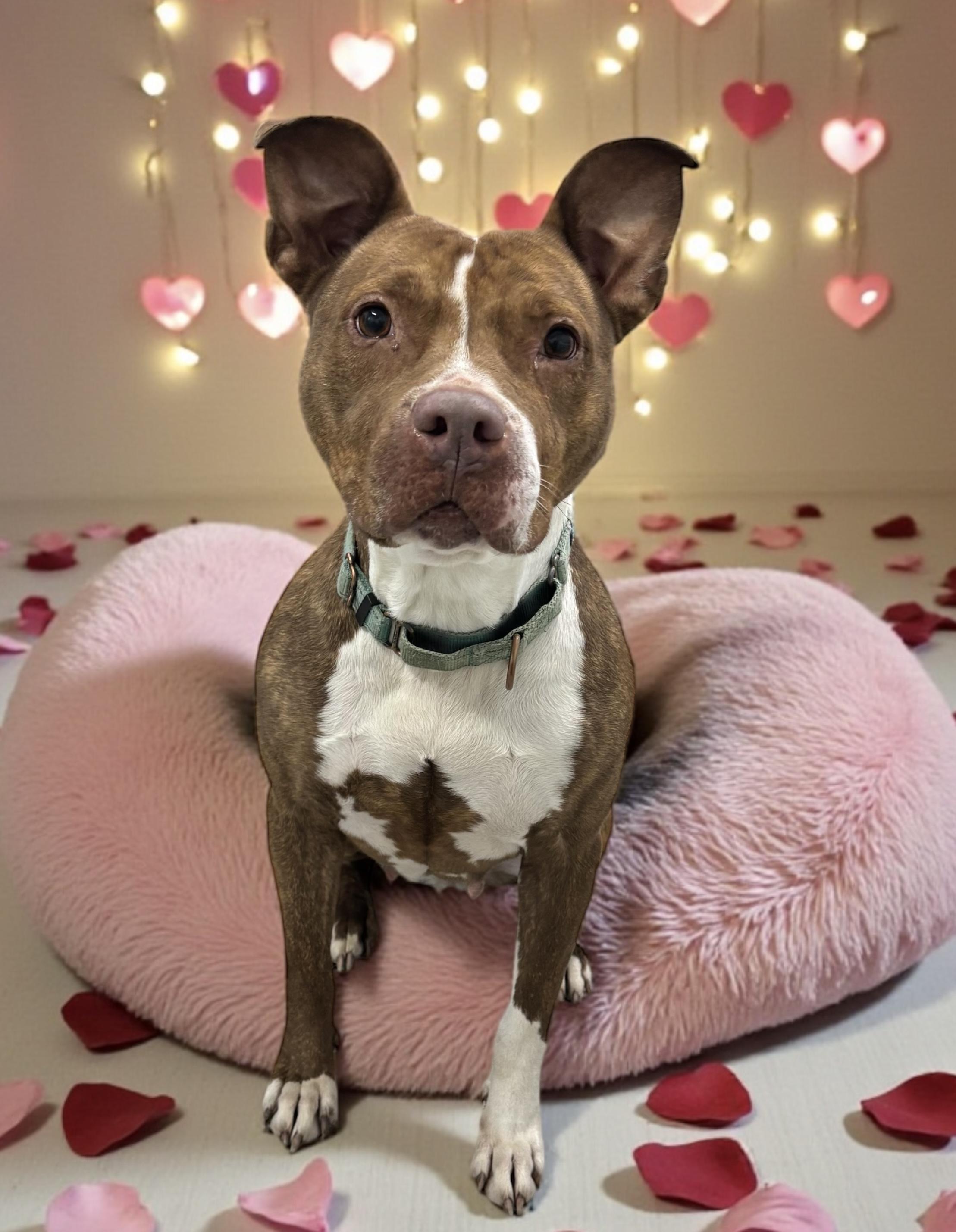 Enlarge Daphne, a Adoptable mixed breed in Independence, IA image 4/4