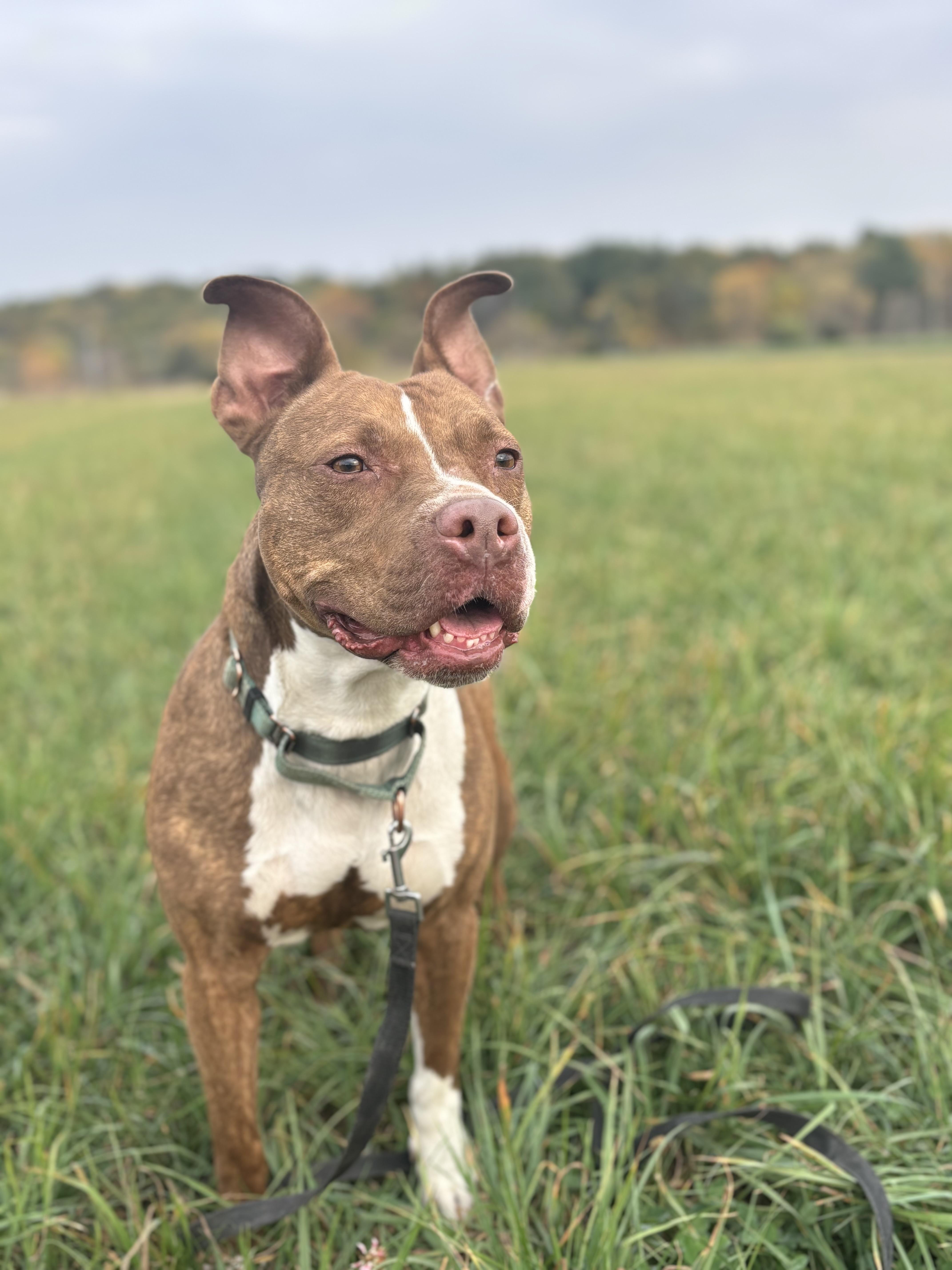 Enlarge Daphne, a Adoptable mixed breed in Independence, IA image 1/4