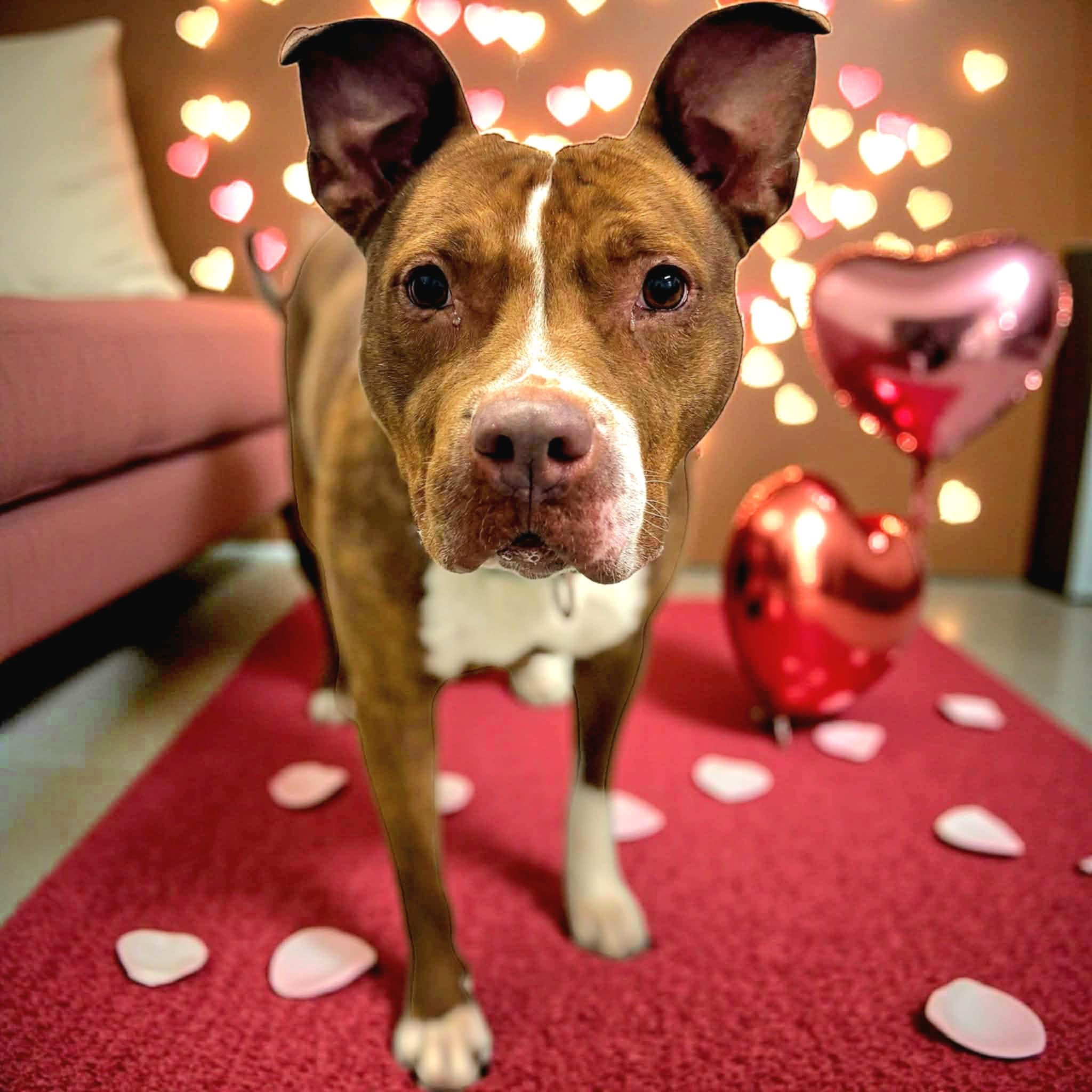 Enlarge Daphne, a Adoptable mixed breed in Independence, IA image 3/4