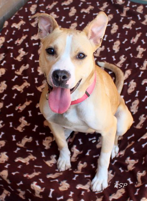 Enlarge BUTTERCUP, a Adoptable mixed breed in Fort Wayne, IN image 1/1