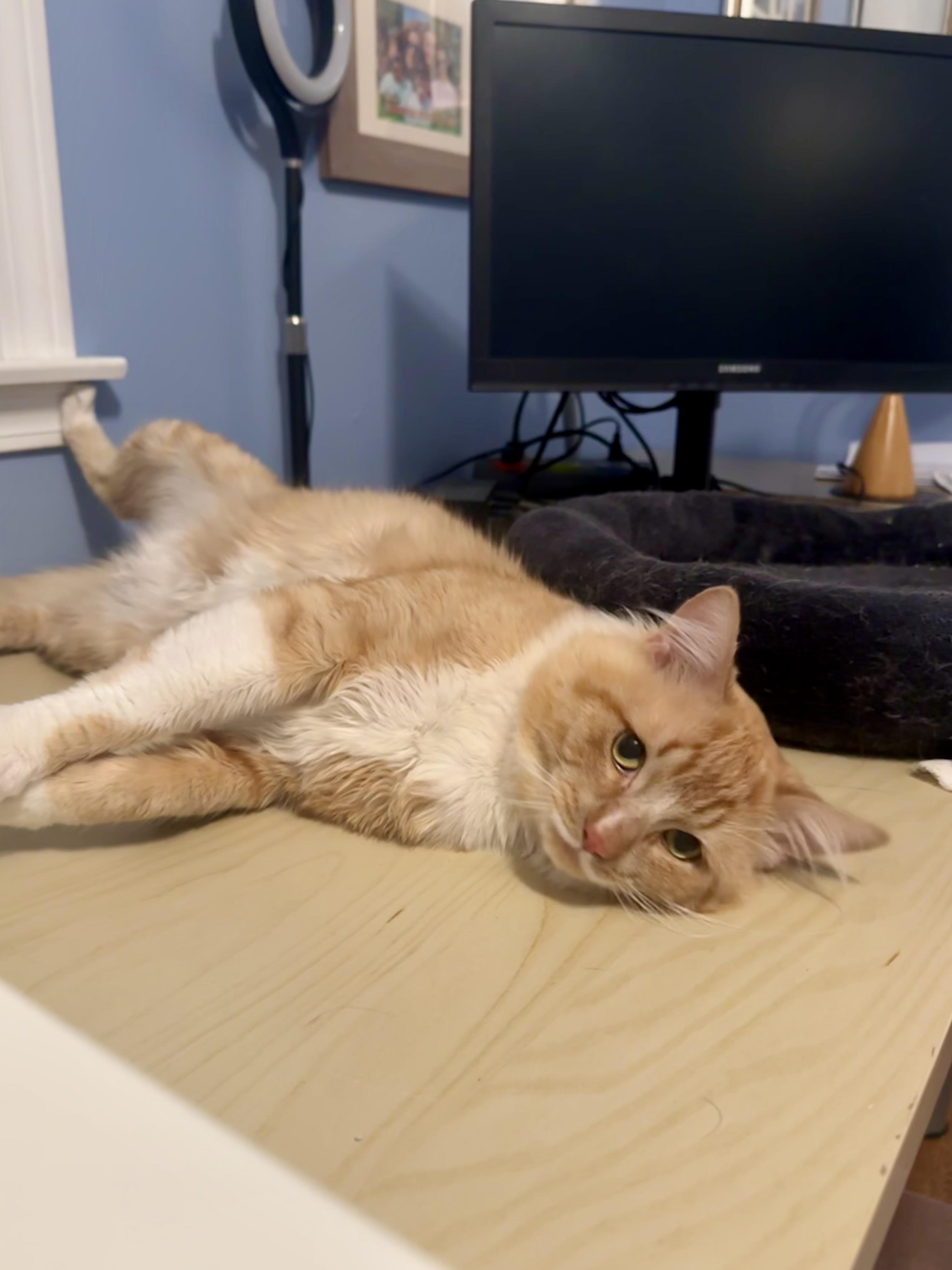 Marx, an adopted Domestic Medium Hair in Andover, CT image 6/6