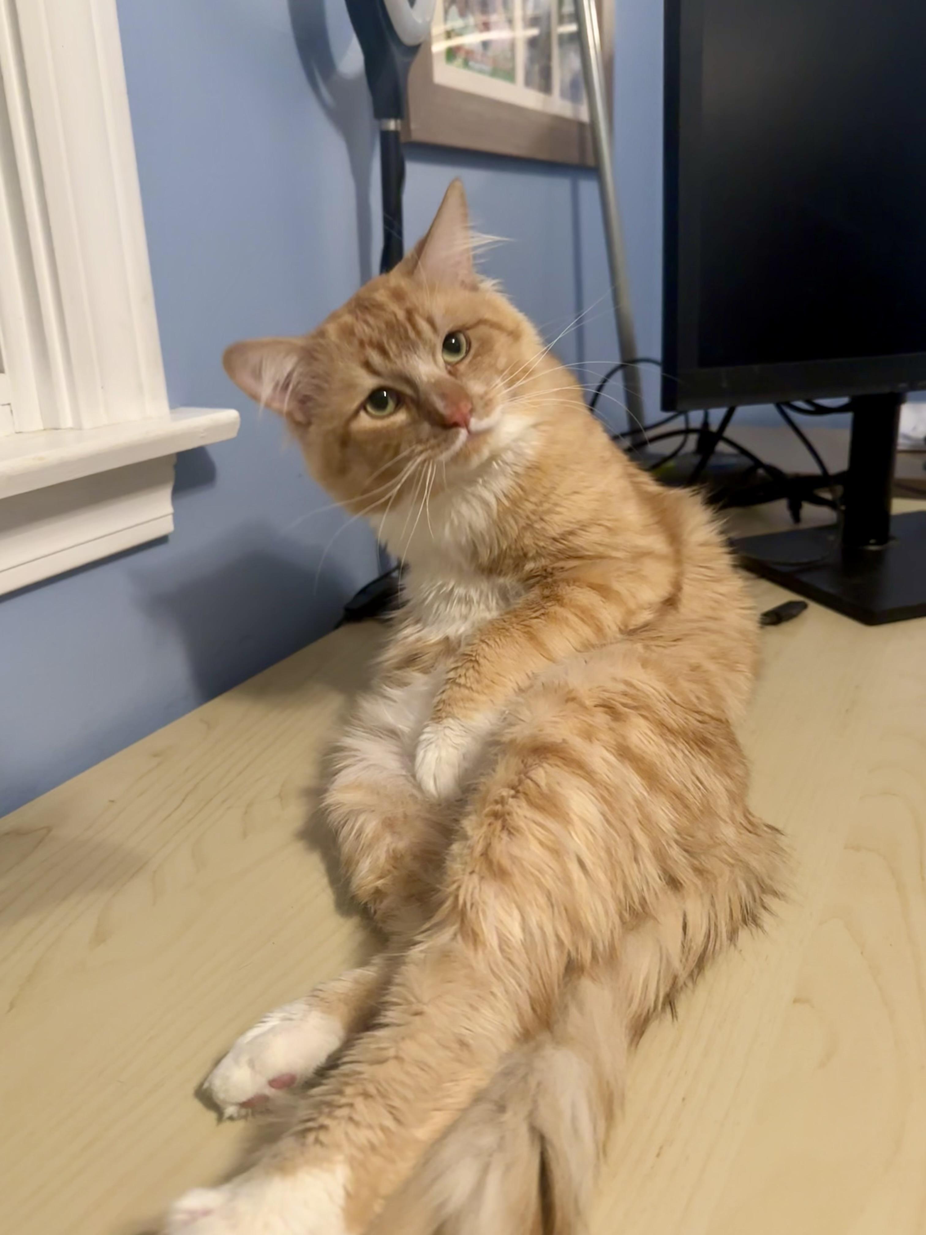 Marx, an adopted Domestic Medium Hair in Andover, CT image 5/6