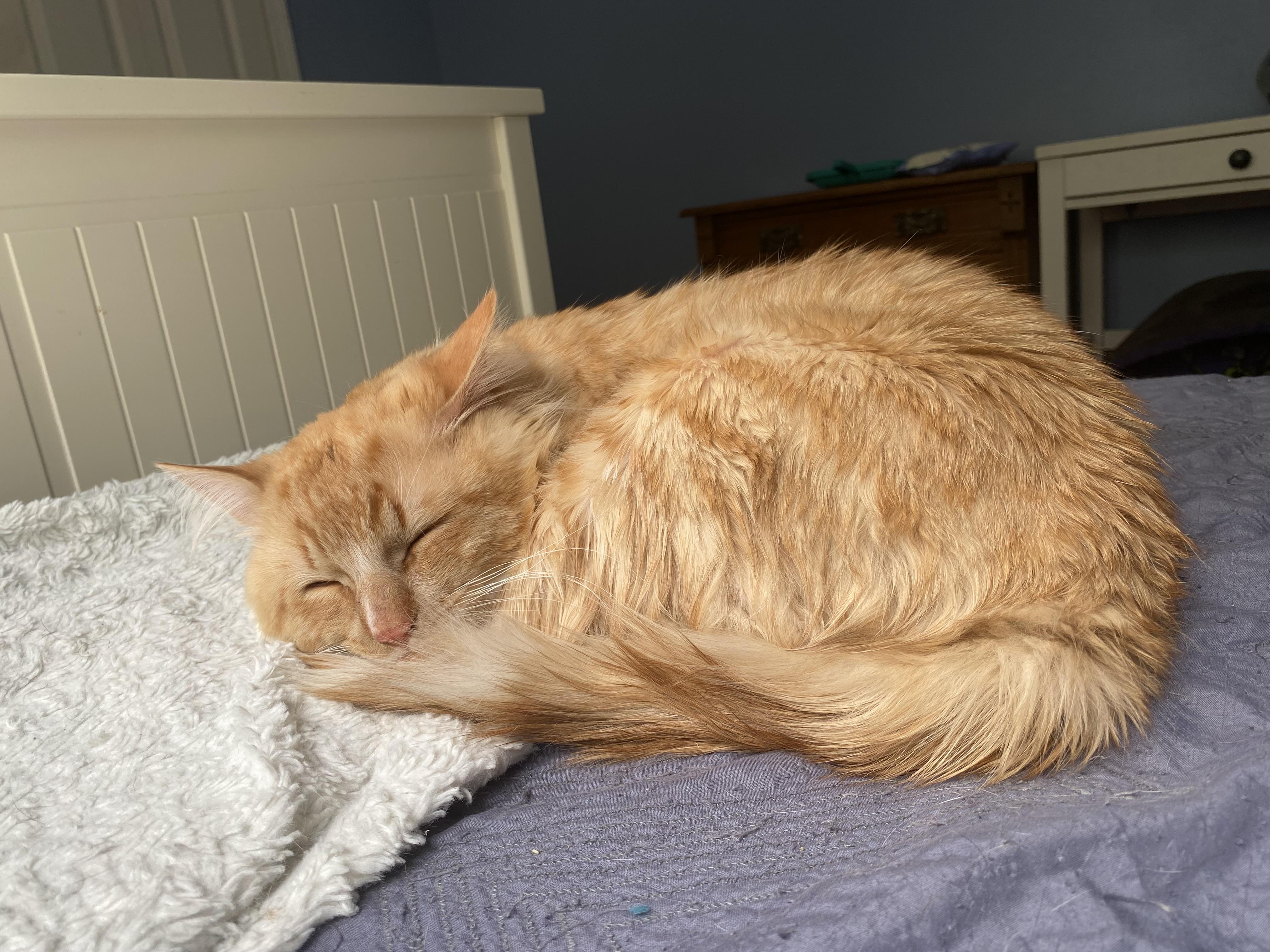 Marx, an adopted Domestic Medium Hair in Andover, CT image 2/6