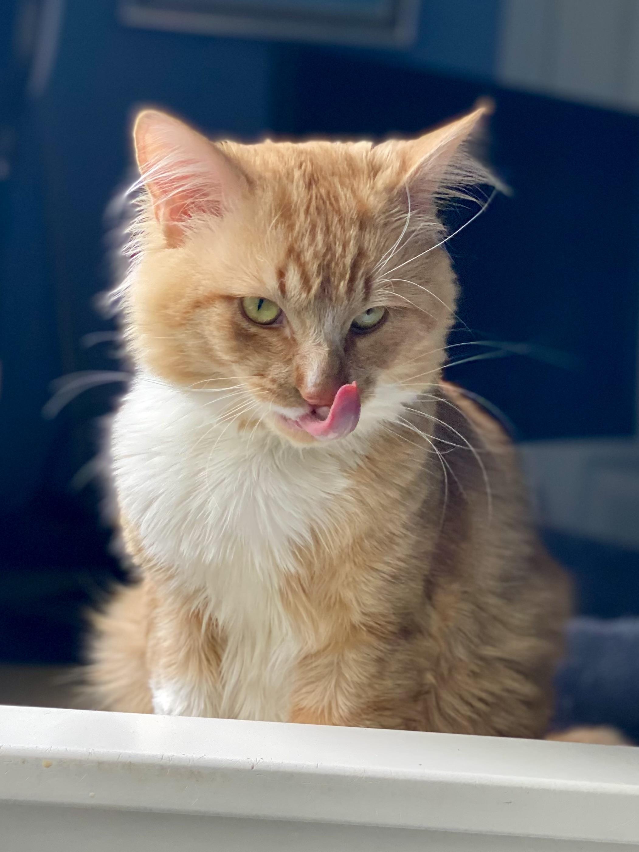 Marx, an adopted Domestic Medium Hair in Andover, CT image 4/6