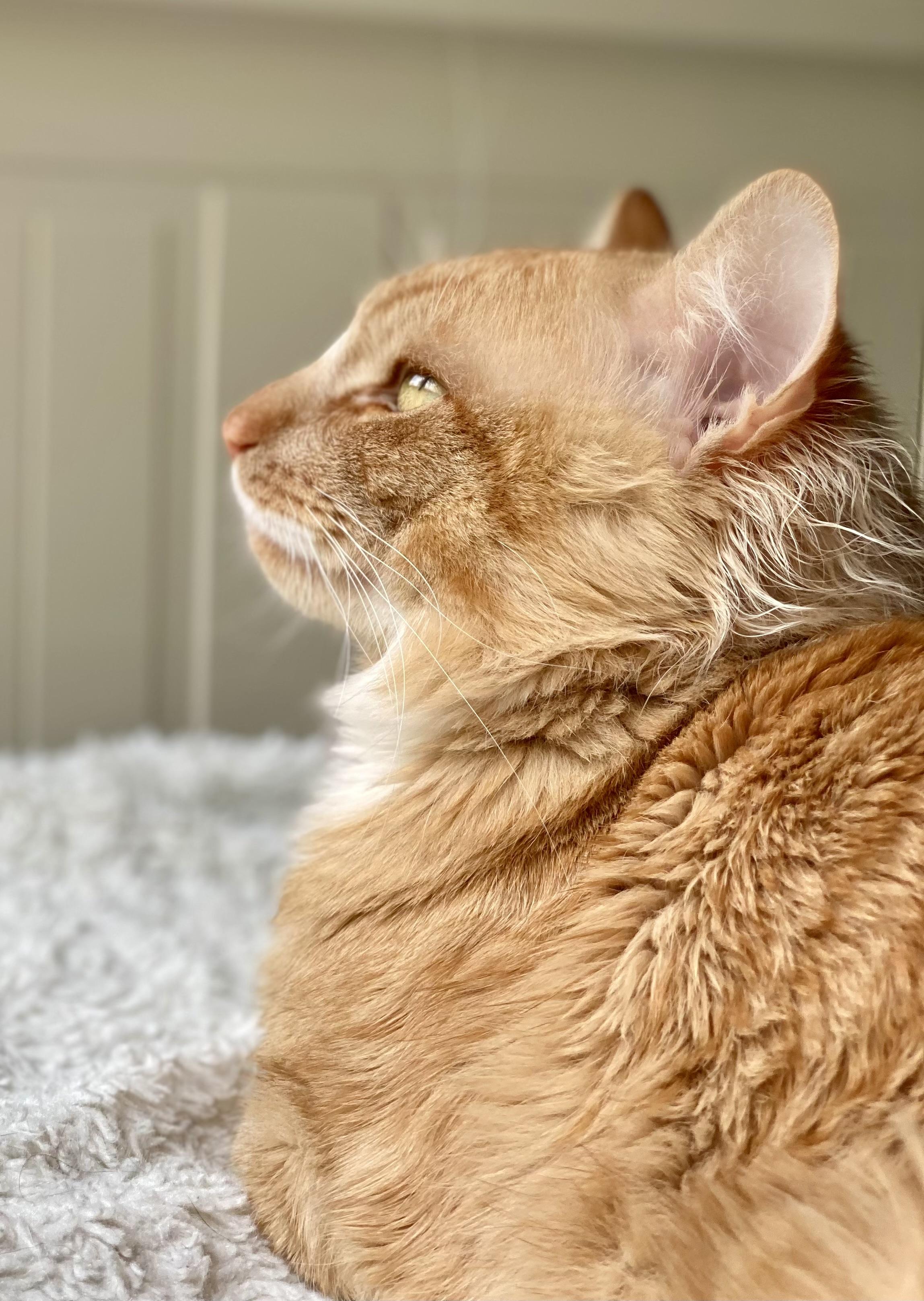 Marx, an adopted Domestic Medium Hair in Andover, CT image 3/6