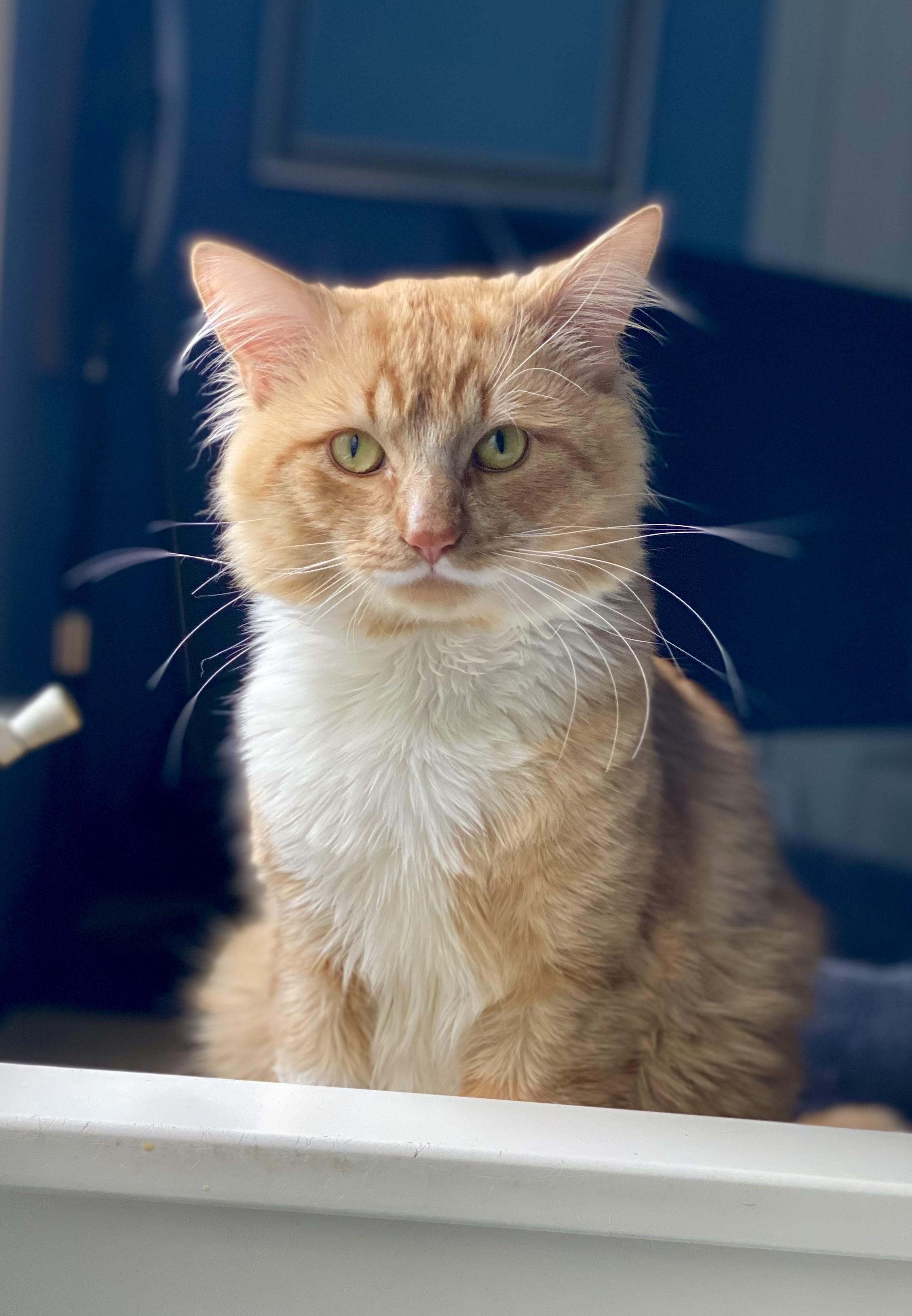Marx, an adopted Domestic Medium Hair in Andover, CT image 1/6