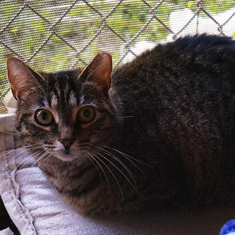 Enlarge Cindy Lou, a Adoptable Domestic Short Hair in Titusville, FL image 1/1