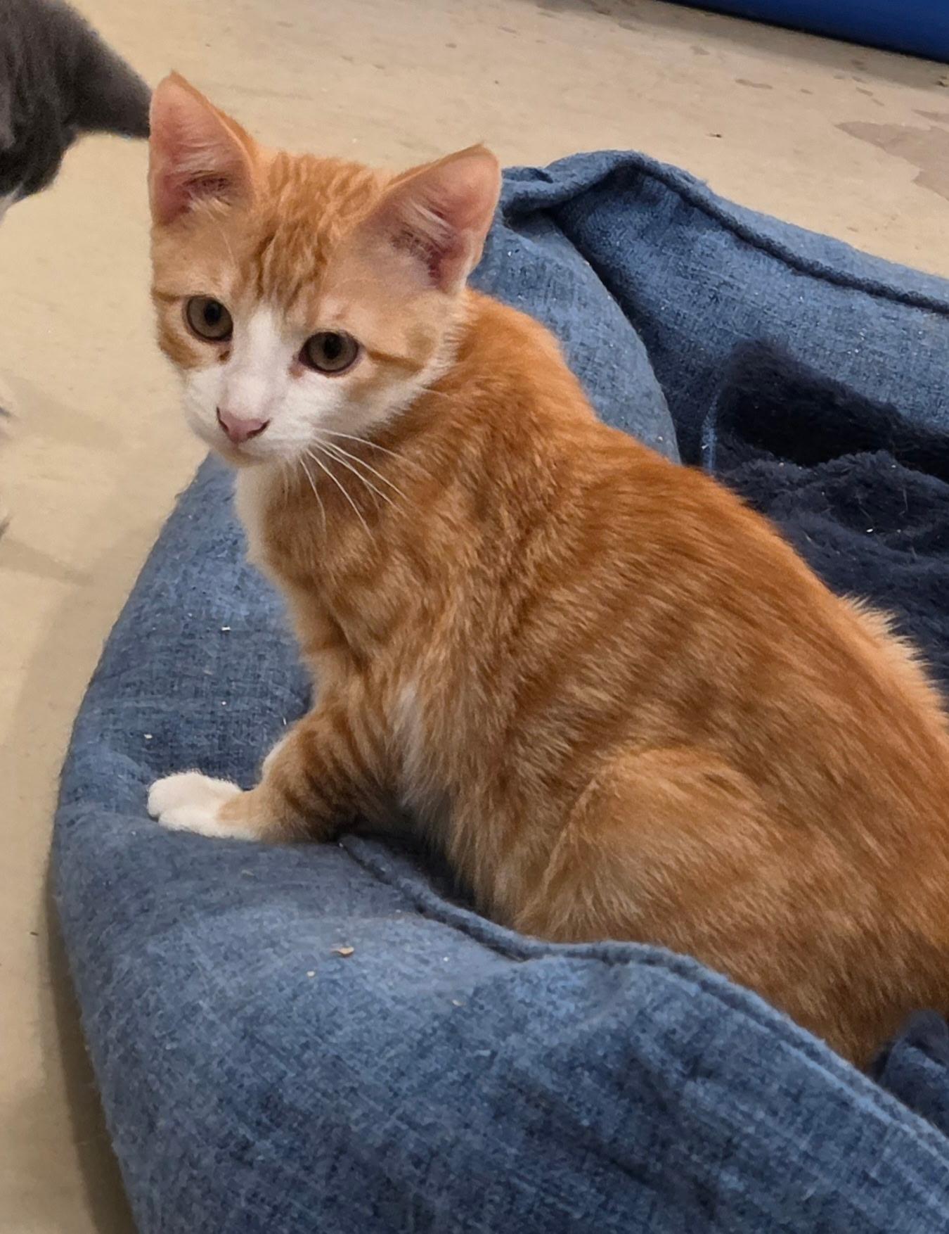 Enlarge Orange Zest, a Adopted Domestic Short Hair in Henrietta, TX image 1/2