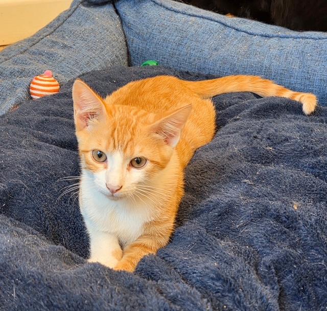 Enlarge Orange Zest, a Adopted Domestic Short Hair in Henrietta, TX image 2/2