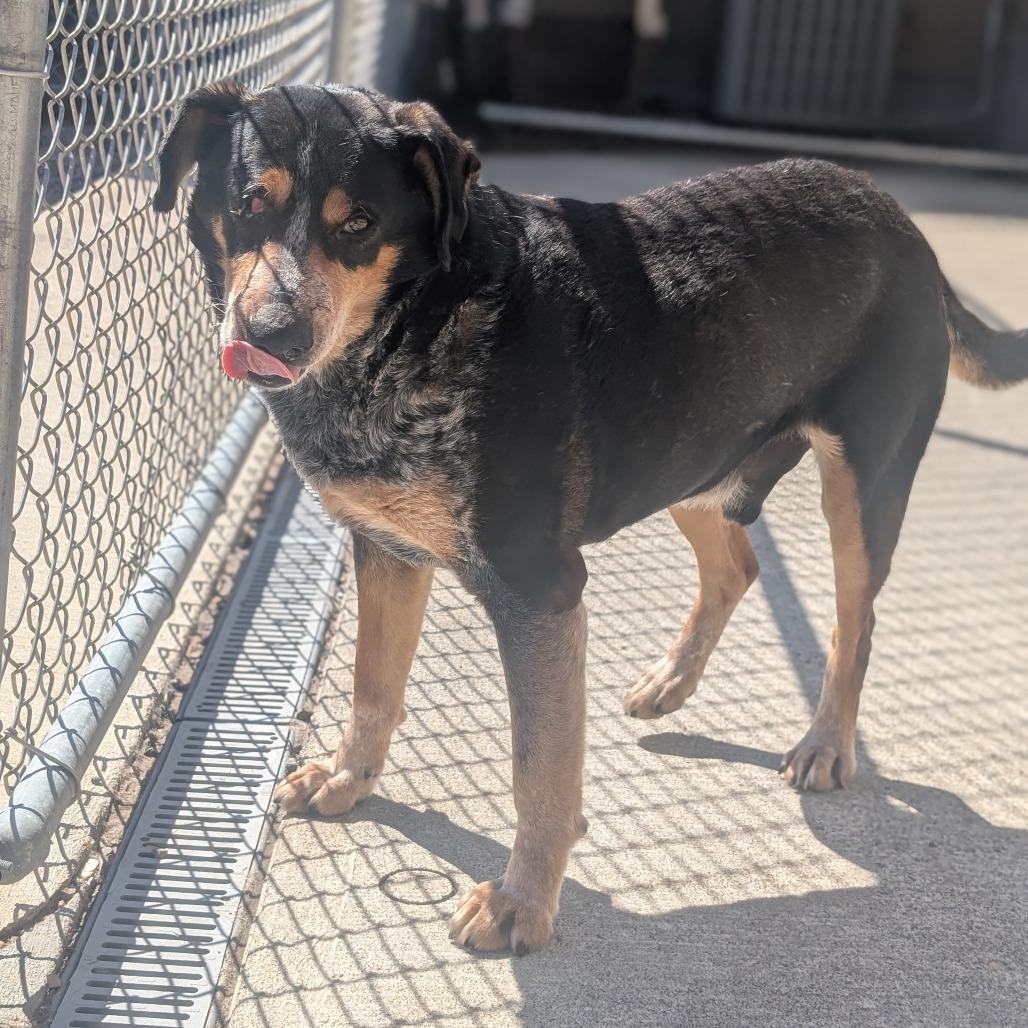 Enlarge Catan L-7-26, a Adoptable Hound in Watertown, NY image 1/6