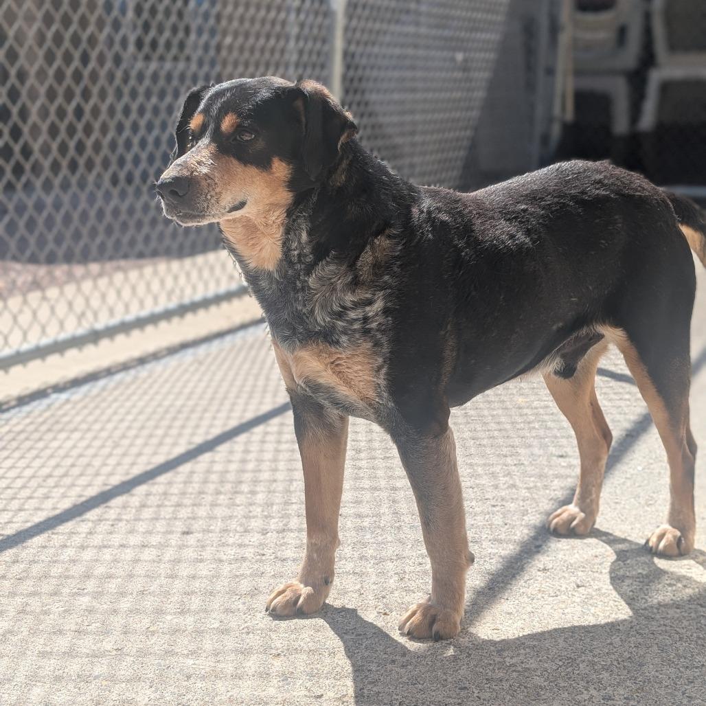 Enlarge Catan L-7-26, a Adoptable Hound in Watertown, NY image 4/6
