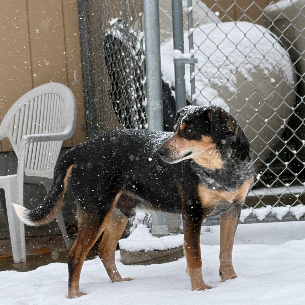 Enlarge Catan L-7-26, a Adoptable Hound in Watertown, NY image 5/6