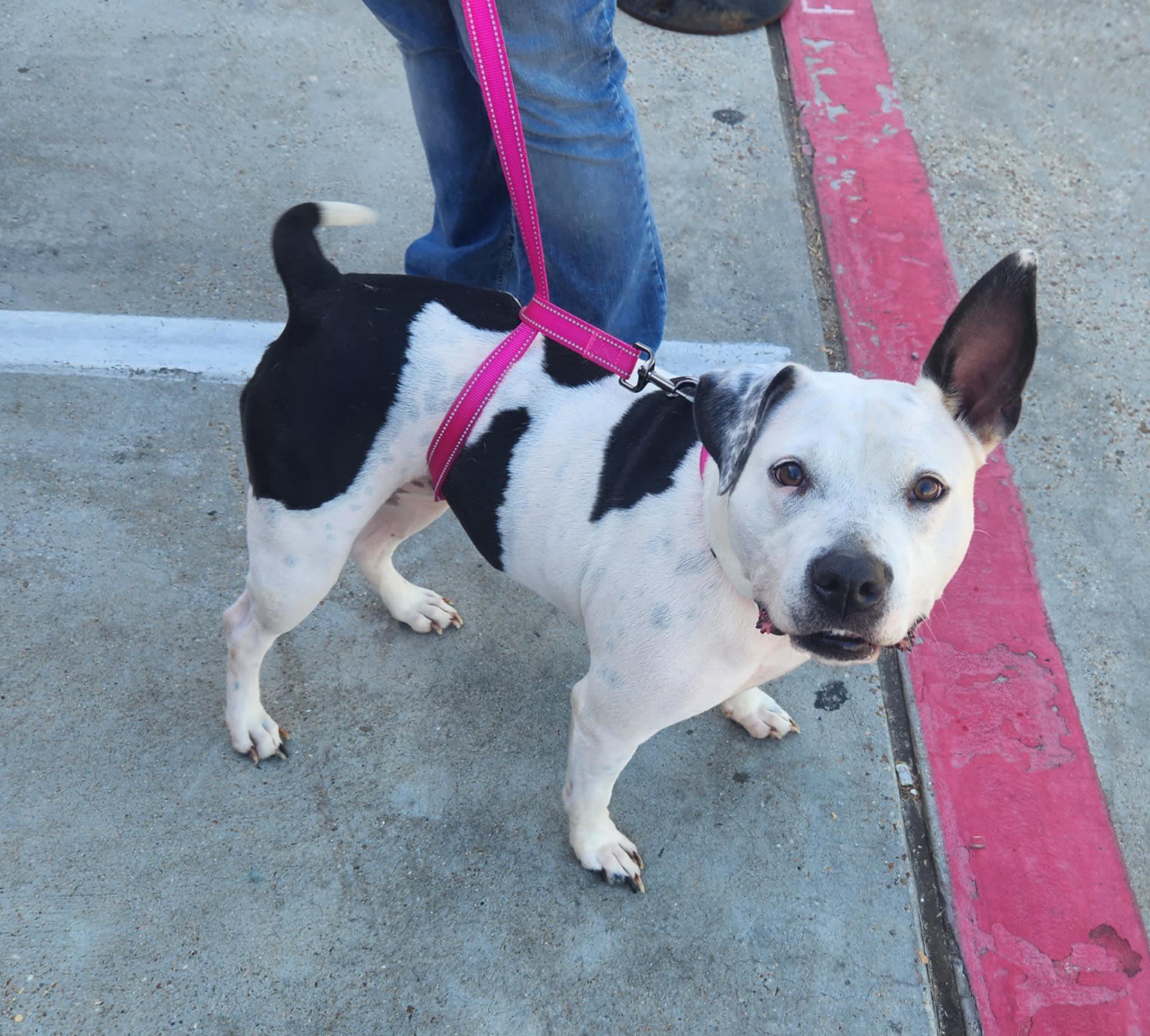 Oreo (20251112-01) — thumbnail 2