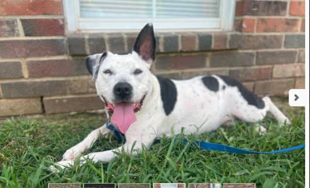 Oreo (20251112-01) — thumbnail 3