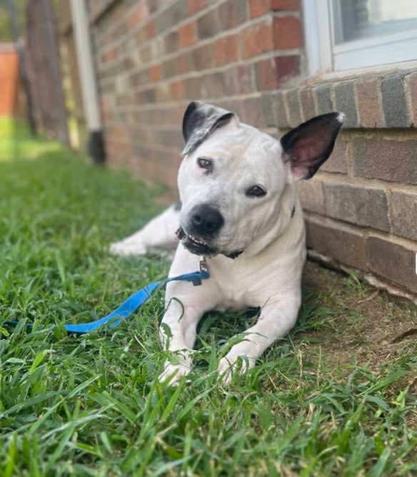 Oreo (20251112-01) — thumbnail 4