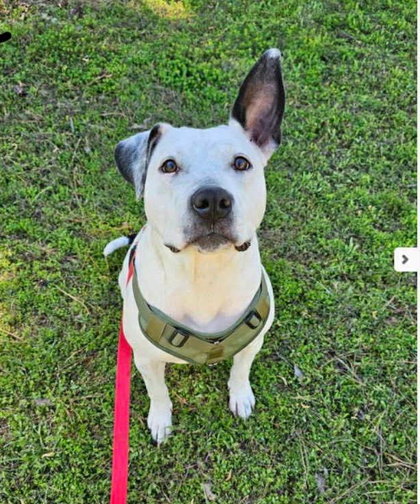 Oreo (20251112-01) — thumbnail 6