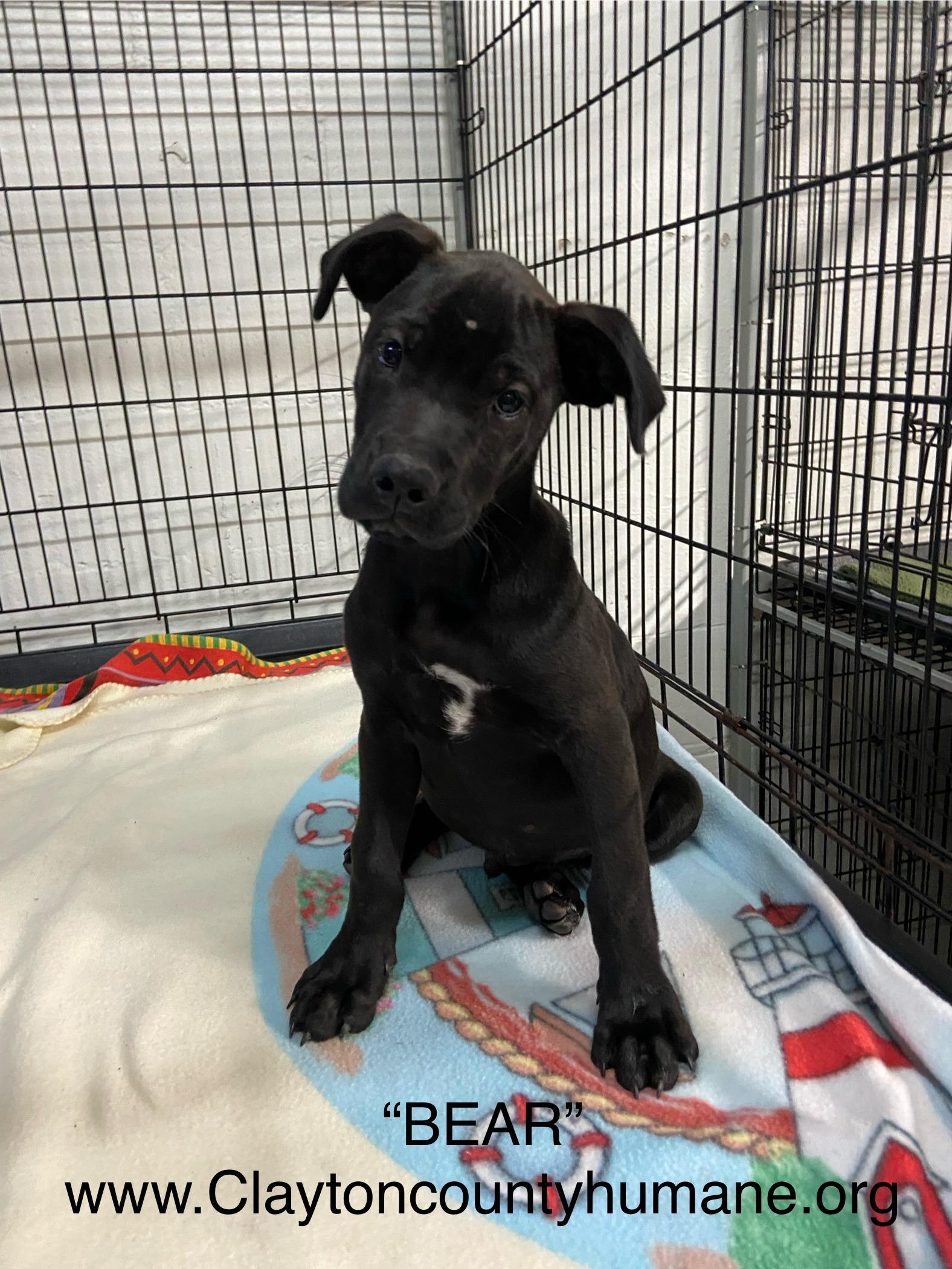 Enlarge Bear, a Adoptable Mixed Breed in Jonesboro, GA image 1/1