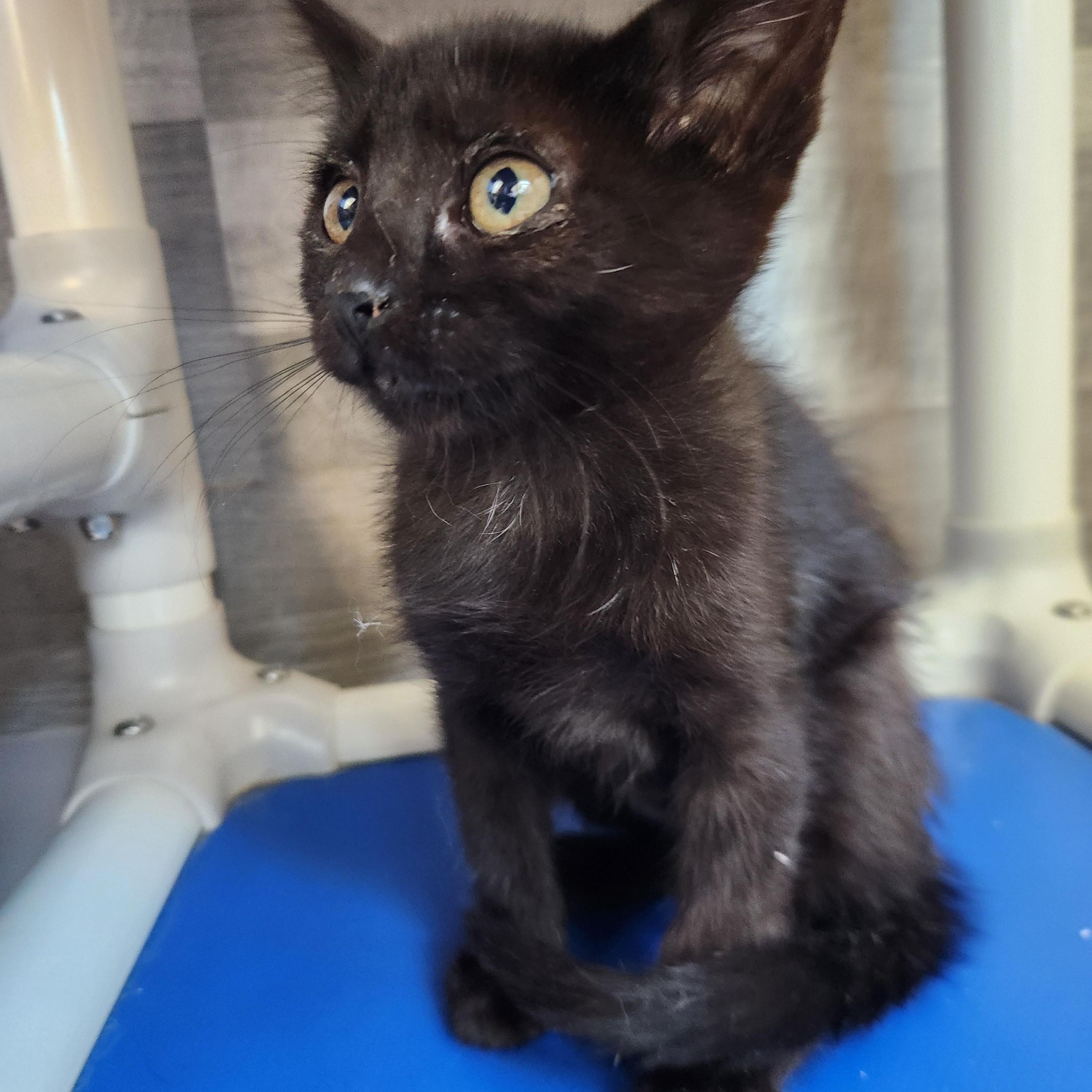 Vinapa, Baby Female Domestic Short Hair