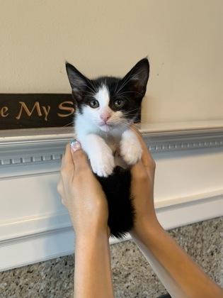 London (152027) (In a foster home), Adoptable, Young Female Domestic Short Hair.