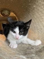 Italy (152027) (In a foster home), a Adoptable Domestic Short Hair in Baton Rouge, LA image 3/3